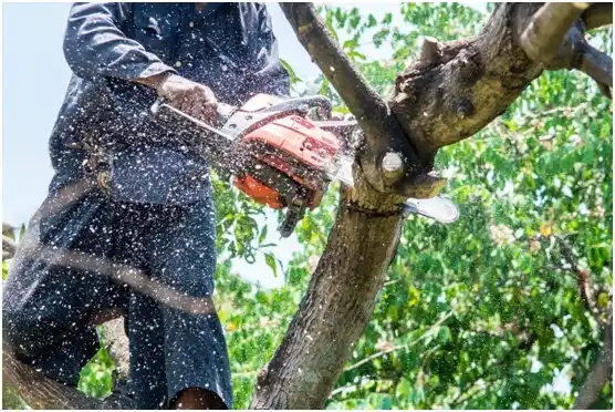 tree services Boley
